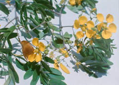 Bulnesia arborea Verawood Bulnesia arborea Verawood